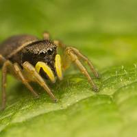 Jumping Spider - Heliophanus flavipes 1 